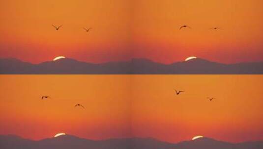 海鸥在明亮的橙色天空中飞翔高清在线视频素材下载