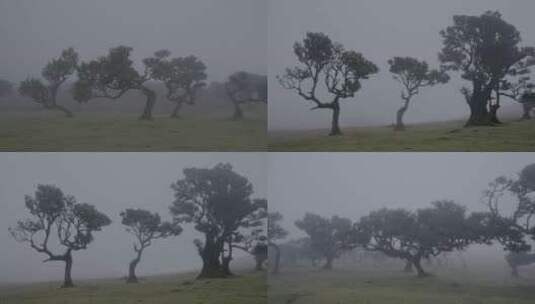 荒野草原清晨水雾扭曲树木高清在线视频素材下载