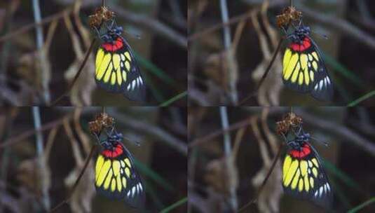 报喜斑粉蝶正在进食高清在线视频素材下载