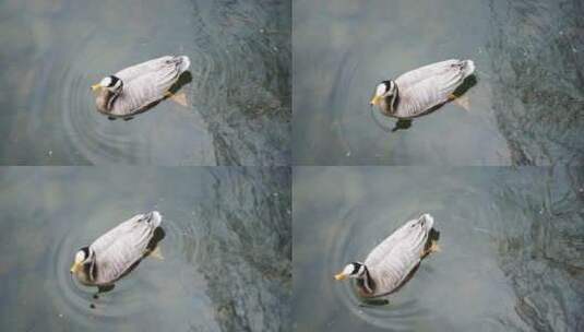 水中的鸭子斑头雁在游动高清在线视频素材下载