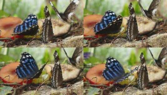 蓝色的蝴蝶在草地上上飞舞停留高清在线视频素材下载