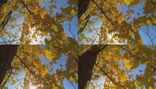 植物银杏树树叶高清在线视频素材下载
