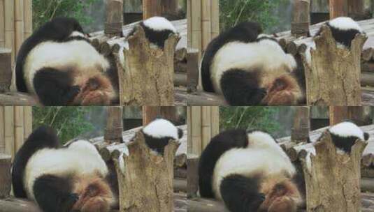 大熊猫一家在睡觉幼崽和妈妈玩耍高清在线视频素材下载