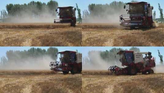 粮食收获小麦丰产高清在线视频素材下载