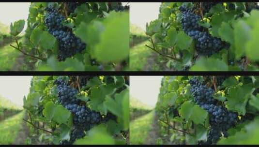 葡萄园里成熟的葡萄高清在线视频素材下载