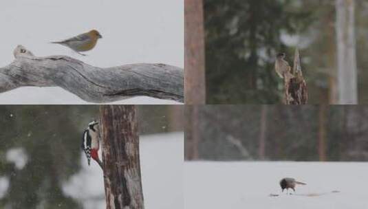 冬季森林大雪枝头觅食小鸟合集高清在线视频素材下载