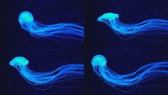 蓝色的水母高清在线视频素材下载