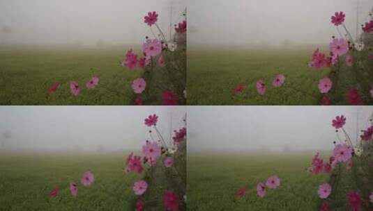 田野微风中摇曳的美丽的花朵 路边的野花高清在线视频素材下载