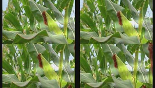 4K高清慢镜头玉米随风摆动高清在线视频素材下载