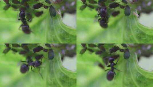宏观蚂蚁蚜虫蚜虫蚜虫蚜虫高清在线视频素材下载