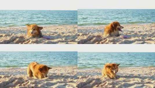 柯基狗享受海滩高清在线视频素材下载