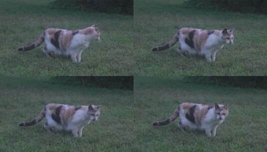 猫在草地上玩耍高清在线视频素材下载