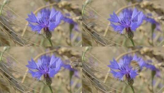 矢车菊花朵上采蜜的蜜蜂高清在线视频素材下载