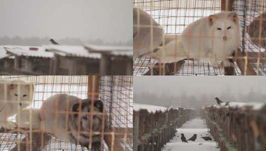 图强地区狐貂养殖场的狐狸与乌鸦高清在线视频素材下载