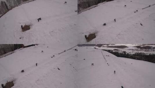新疆 维吾尔自治区 北疆 禾木 冬季 雪山高清在线视频素材下载