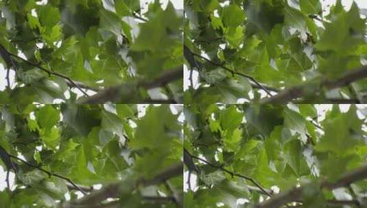 220719小区环境绿化实拍视频 (24)高清在线视频素材下载