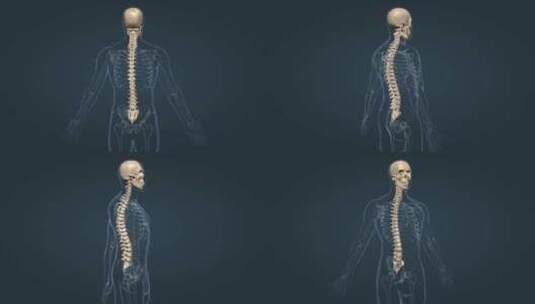 医学人体器官 骨科骨架 颈椎 胸椎 腰椎高清在线视频素材下载