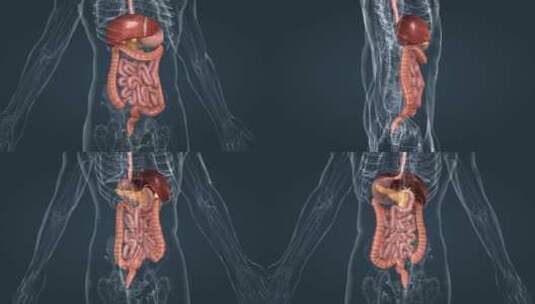 消化系统口腔咽食管肝胃肝胰腺胆囊小肠盲肠高清在线视频素材下载