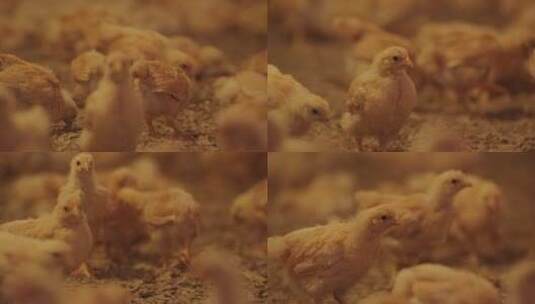小鸡养殖场6高清在线视频素材下载