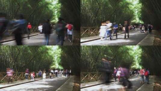 成都熊猫基地竹林小道行人游客延时高清在线视频素材下载