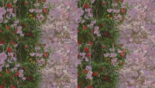 茂密的山茶花和樱花高清在线视频素材下载