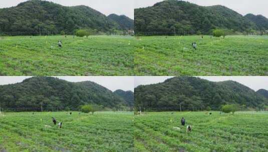 【4K】曾家山采摘辣椒高清在线视频素材下载