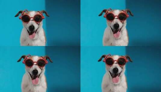 一只带着眼镜的狗子高清在线视频素材下载