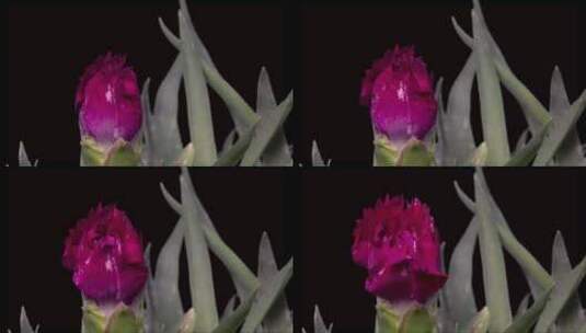 盛开的康乃馨花高清在线视频素材下载