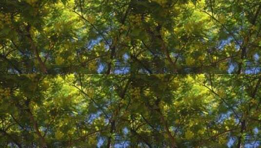树枝上的金色叶子高清在线视频素材下载