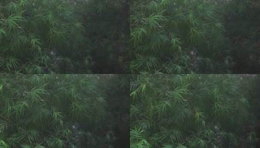 雨后的竹林高清在线视频素材下载