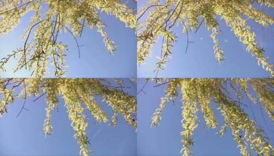 春天的柳树枝条高清在线视频素材下载