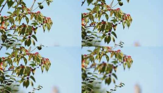 4K升格实拍北京秋天树上的红果和玉泉山的塔高清在线视频素材下载