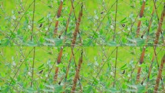 广西南宁乡村竹林里的白腰文鸟高清在线视频素材下载