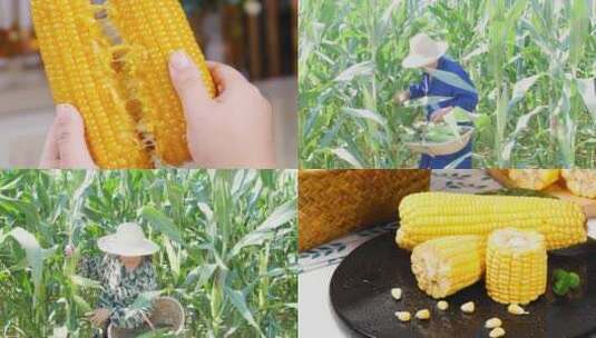 黄糯玉米高清在线视频素材下载