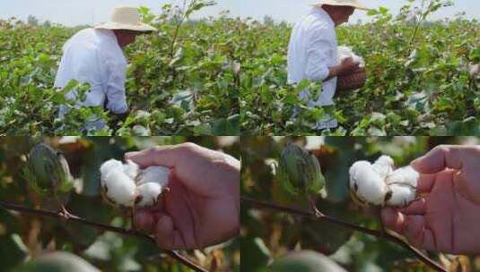 现摘棉花高清在线视频素材下载