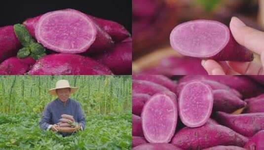 紫薯合集高清在线视频素材下载