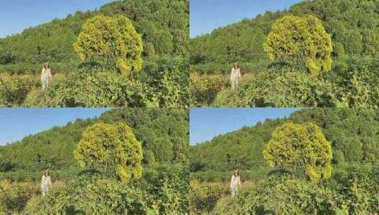 济南龙洞风景区，粉黛乱子草花海秋景迷人高清在线视频素材下载