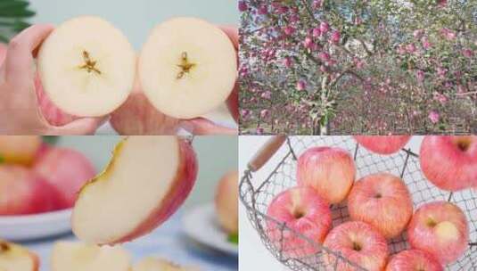 条纹苹果种植高清在线视频素材下载
