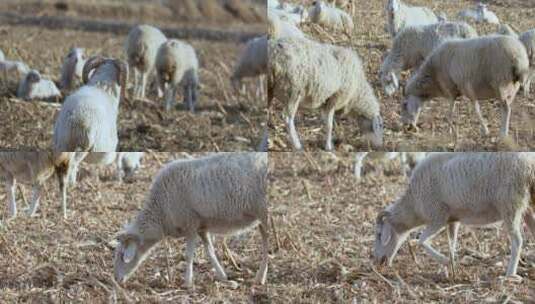 多角度拍摄牧羊羊群吃牧草素材合集高清在线视频素材下载
