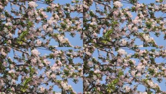 风吹樱花树高清在线视频素材下载