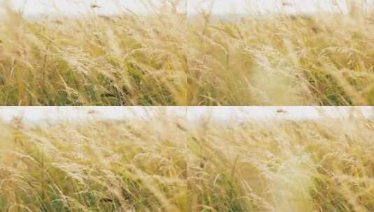 野外随风摆动的茂盛黄色野草高清在线视频素材下载