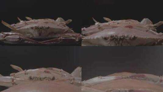 螃蟹飞蟹梭子蟹LOG原视频素材高清在线视频素材下载