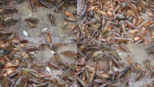 小龙虾吃鱼爬行水产养殖餐饮湖北纪实高清在线视频素材下载