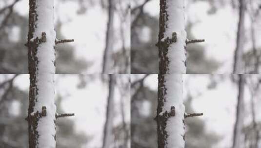 树干上的积雪高清在线视频素材下载