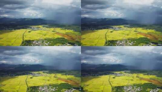 秋天雨后金黄稻田高清在线视频素材下载