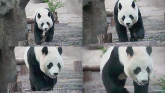 动物园里无聊的大熊猫悠闲爬行高清在线视频素材下载