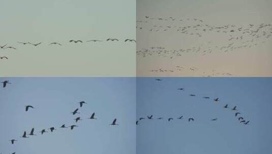 天空鸟群飞翔意象情绪空镜高清在线视频素材下载