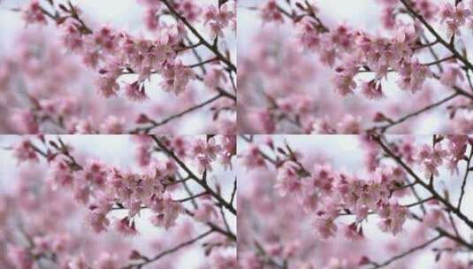 樱花树春天大自然自然开放盛开绽放高清在线视频素材下载