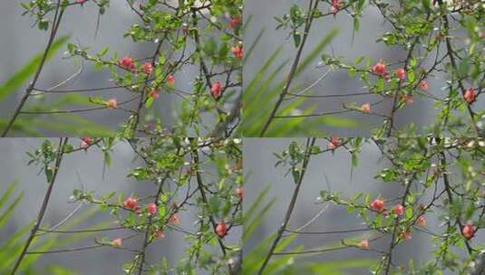春雨中的红色小花高清在线视频素材下载
