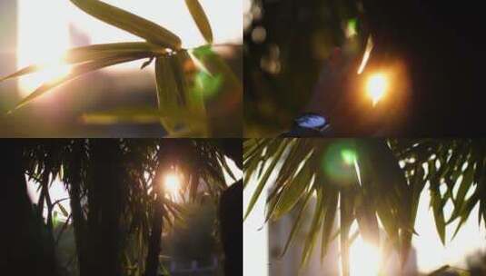 秋天夕阳下竹林唯美逆光4k视频素材高清在线视频素材下载